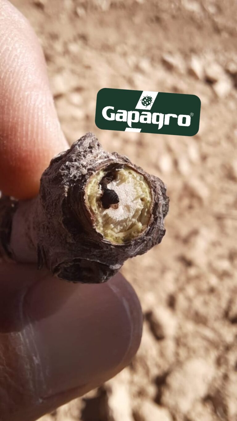 ANTEPFISTIĞI  KARAGÖZ KURDU