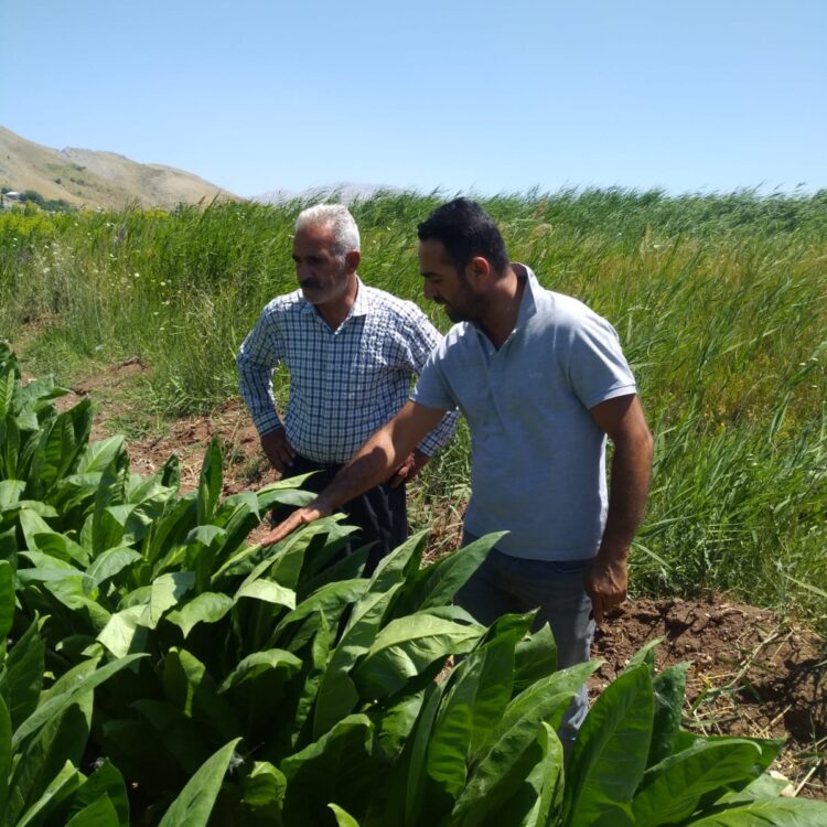 Zirai İlaç
