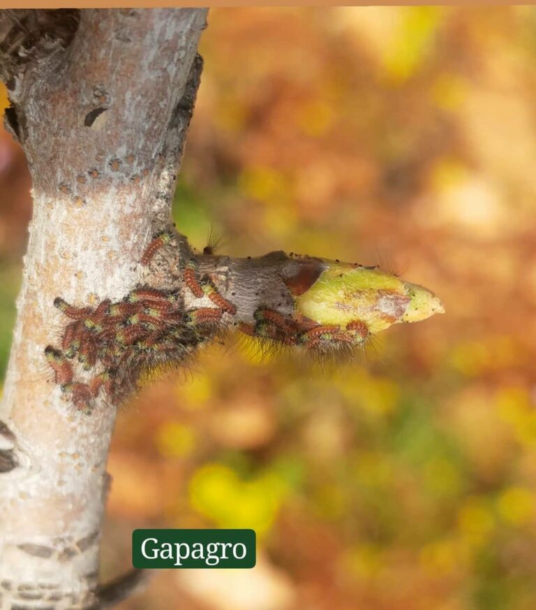 Antepfıstığı Göz Kurdu