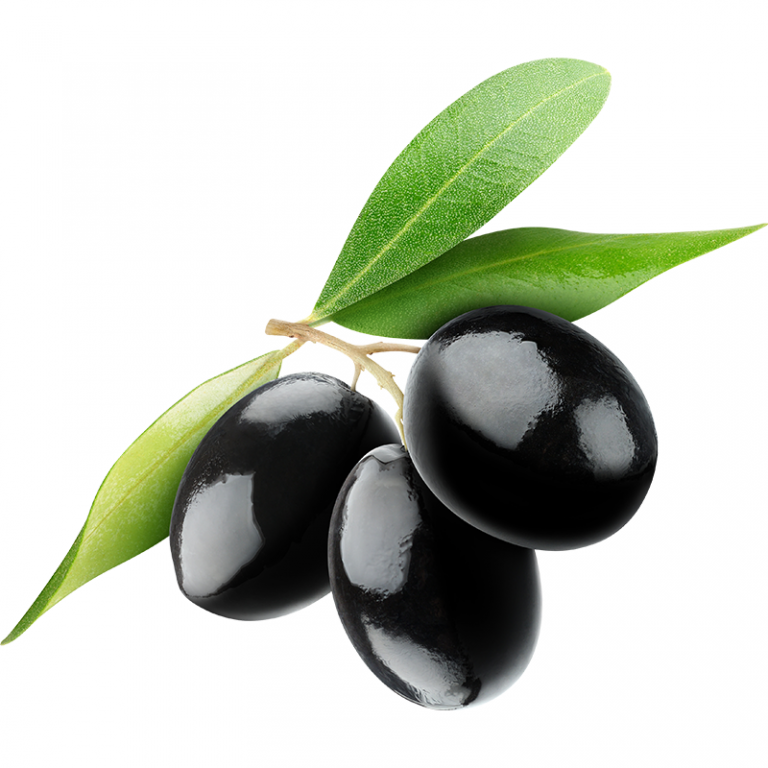 zeytin zararlıları